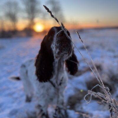 Nosnörderi (6/8, 20:00)
